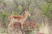 impala (5)